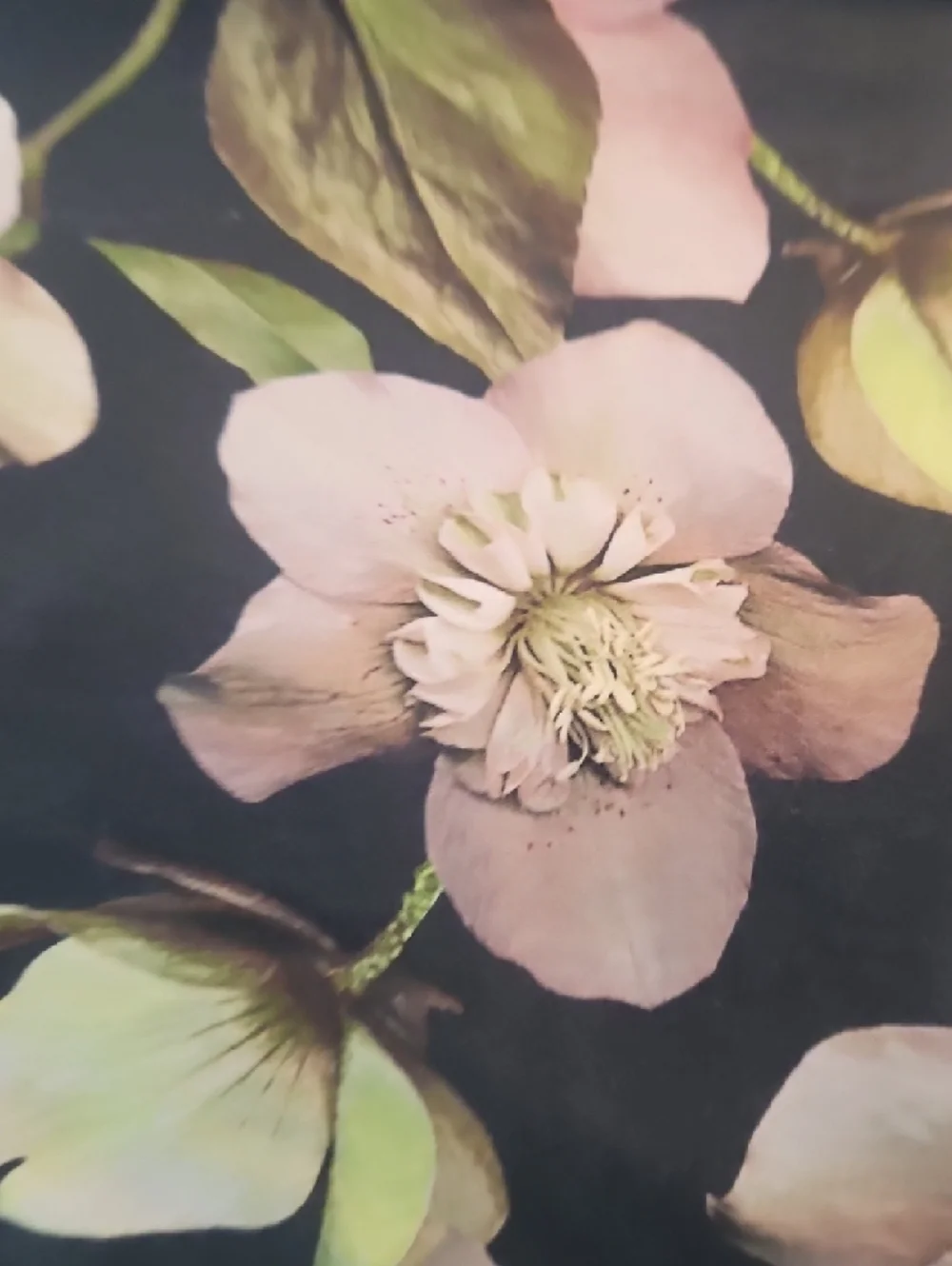 Ted Baker London Mauve Pink Charcoal Gray Floral Reversible Cotton King Duvet